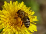 Apis mellifera (házi méh)