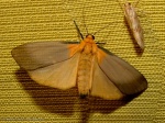 Lithosia quadra (négypettyes zuzmószövő) hím