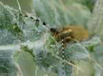 Agapanthia dahli (sárgagyűrűs bogáncscincér) 06.
