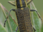 Agapanthia dahli (sárgagyűrűs bogáncscincér) 08.