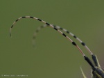 Agapanthia dahli (sárgagyűrűs bogáncscincér) 09.