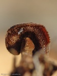 Auriscalpium vulgare (tobozgereben)