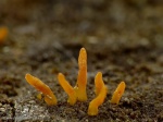 Calocera cornea (árszerű enyves-korallgomba)