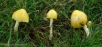 Bolbitius titubans (sárga kérészgomba)