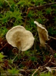 Arrhenia spathulata (karéjos mohagomba)